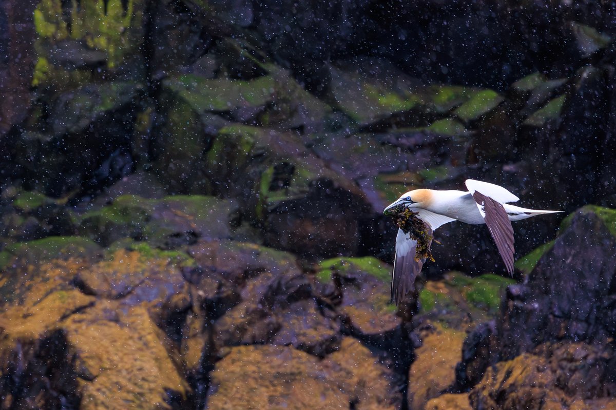 Northern Gannet