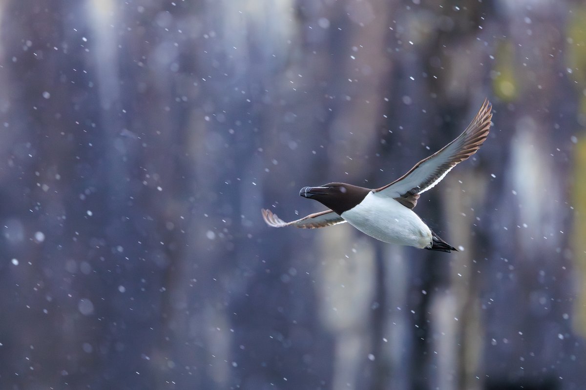 Razorbill