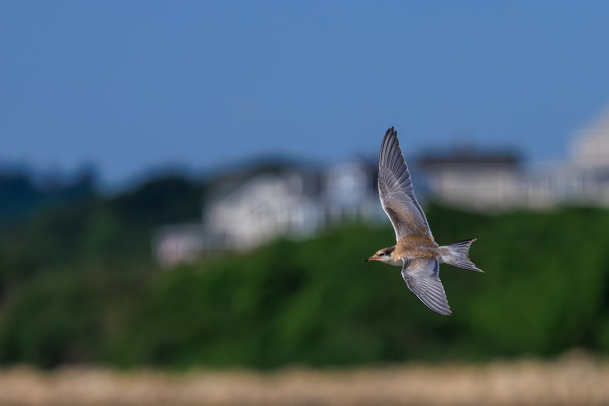 Common Tern