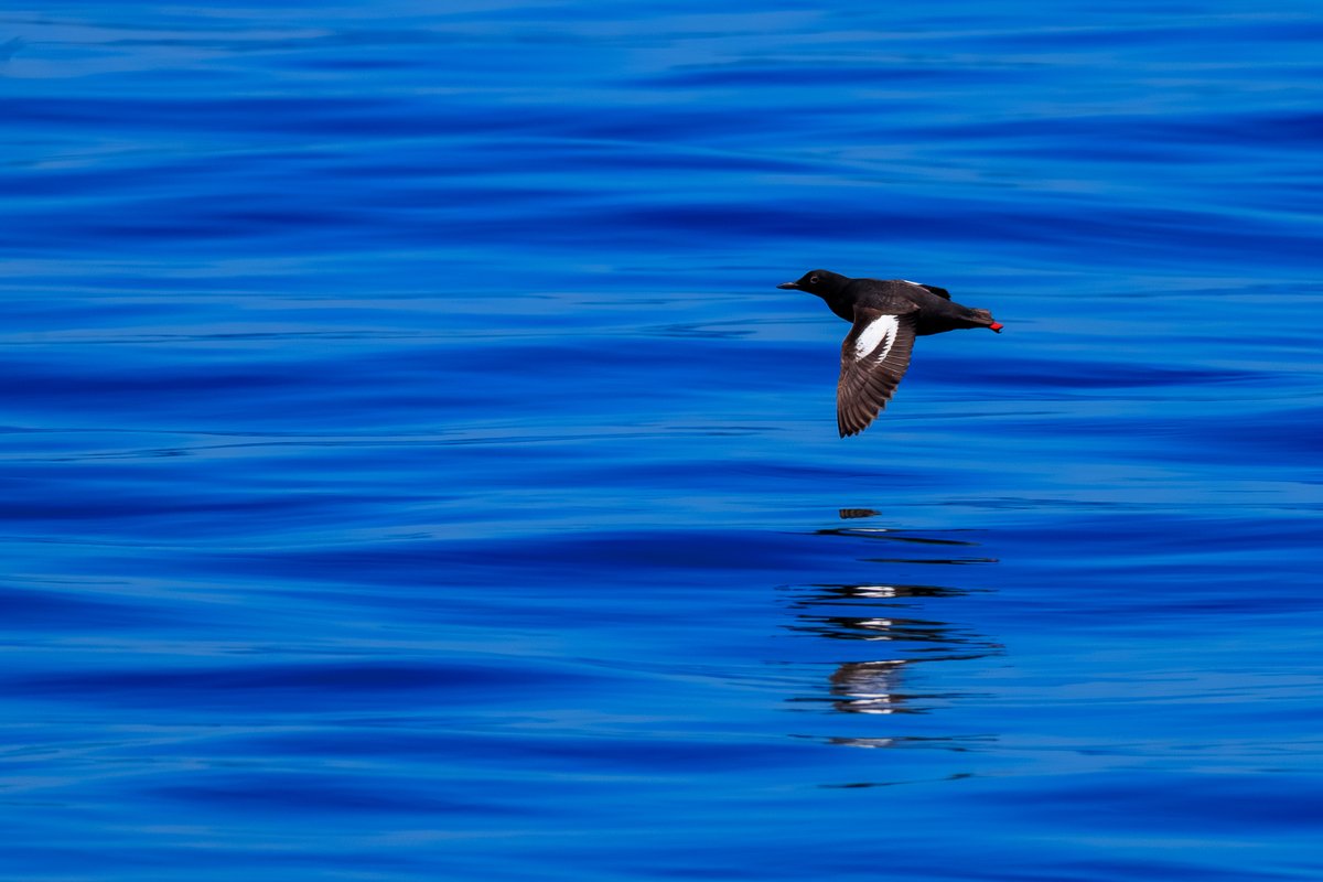 Black Guillemot