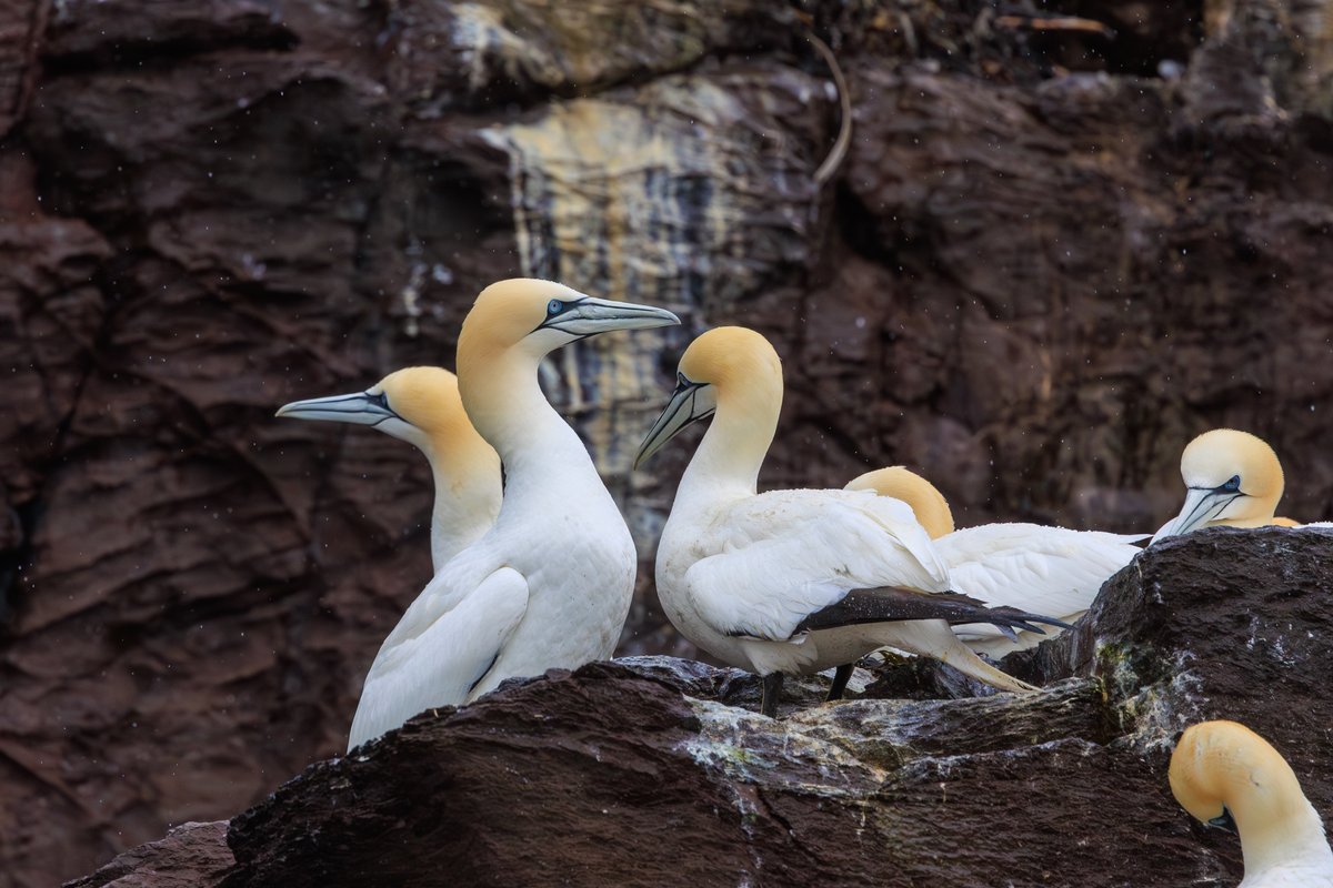 Northern Gannet