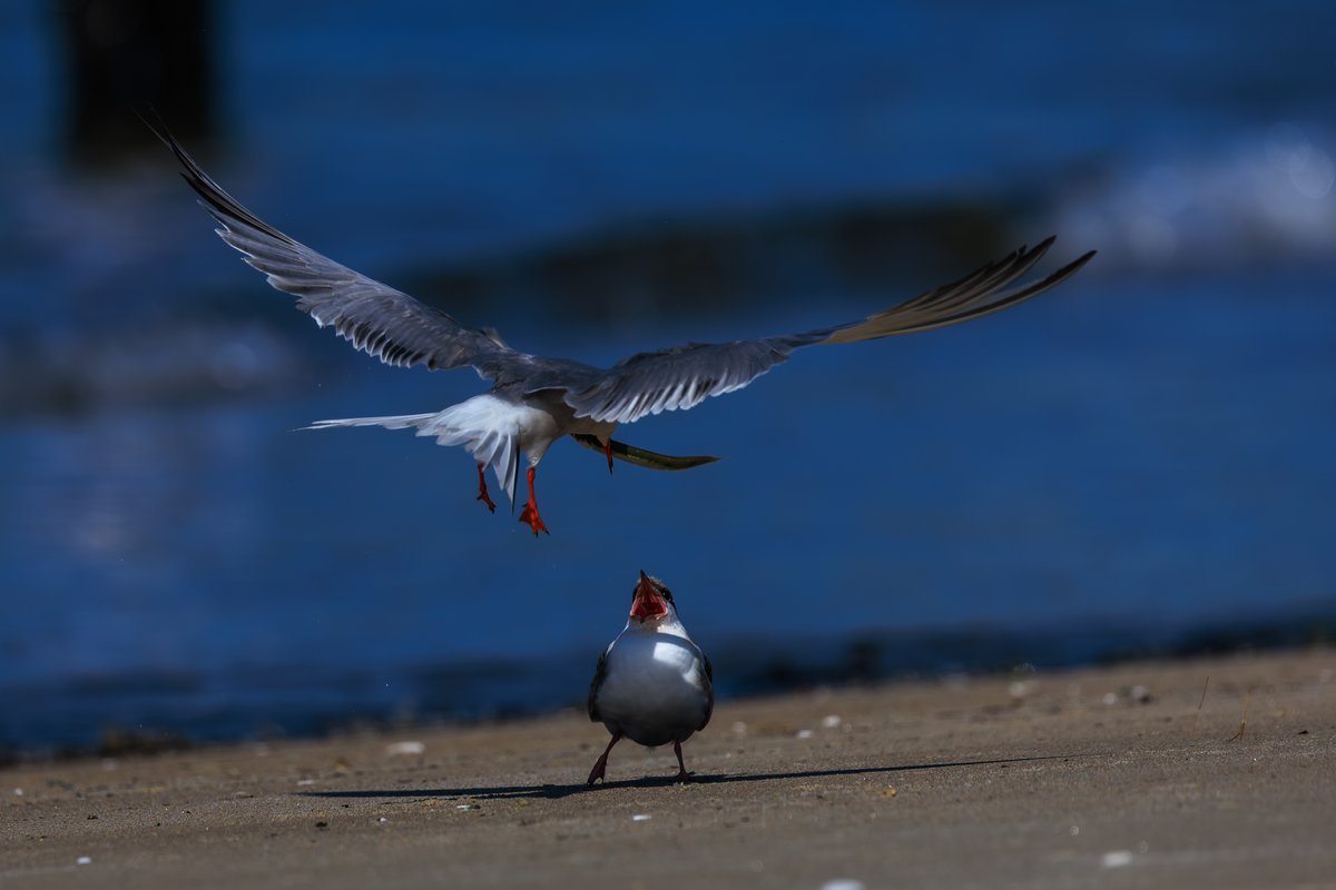Common Tern