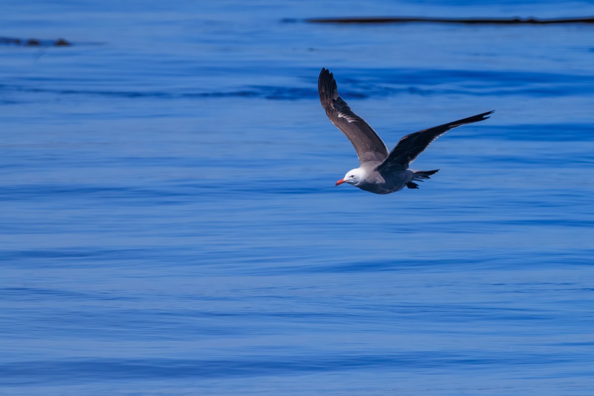 Heermann's Gull