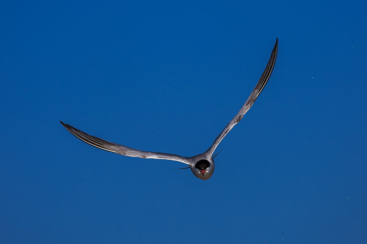 Common Tern