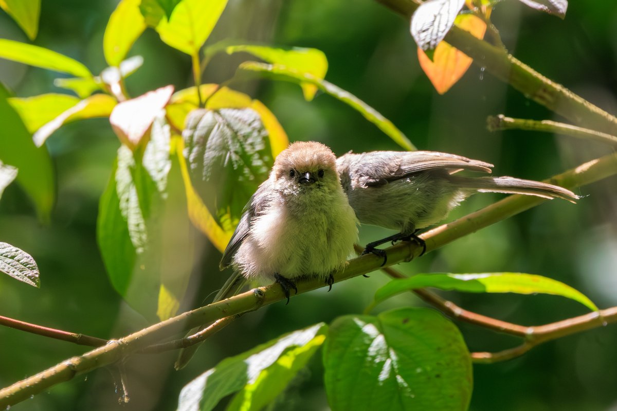 Bushtit