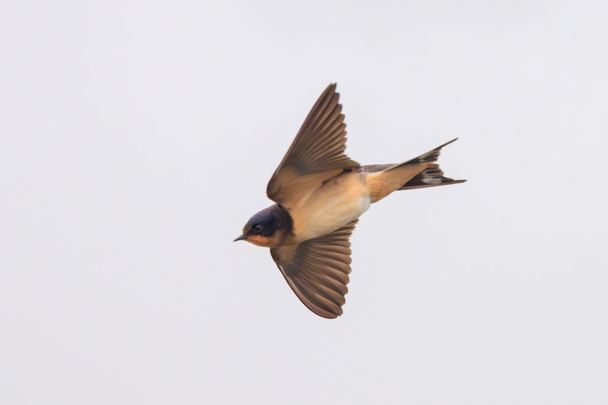 Barn Swallow