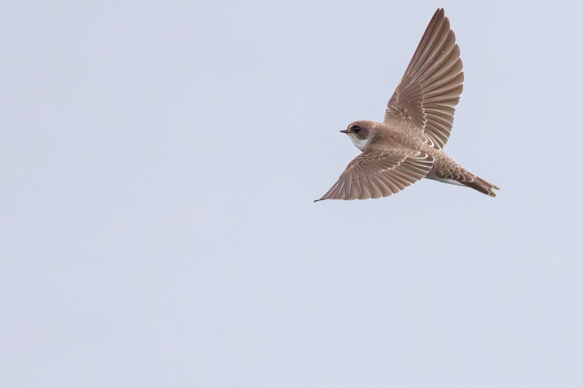 Northern Rough-winged Swallow