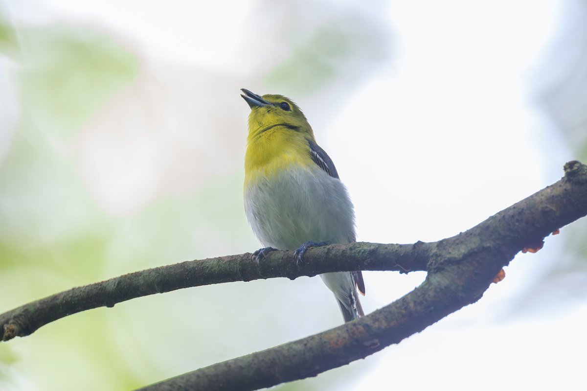 Yellow-throated Vireo
