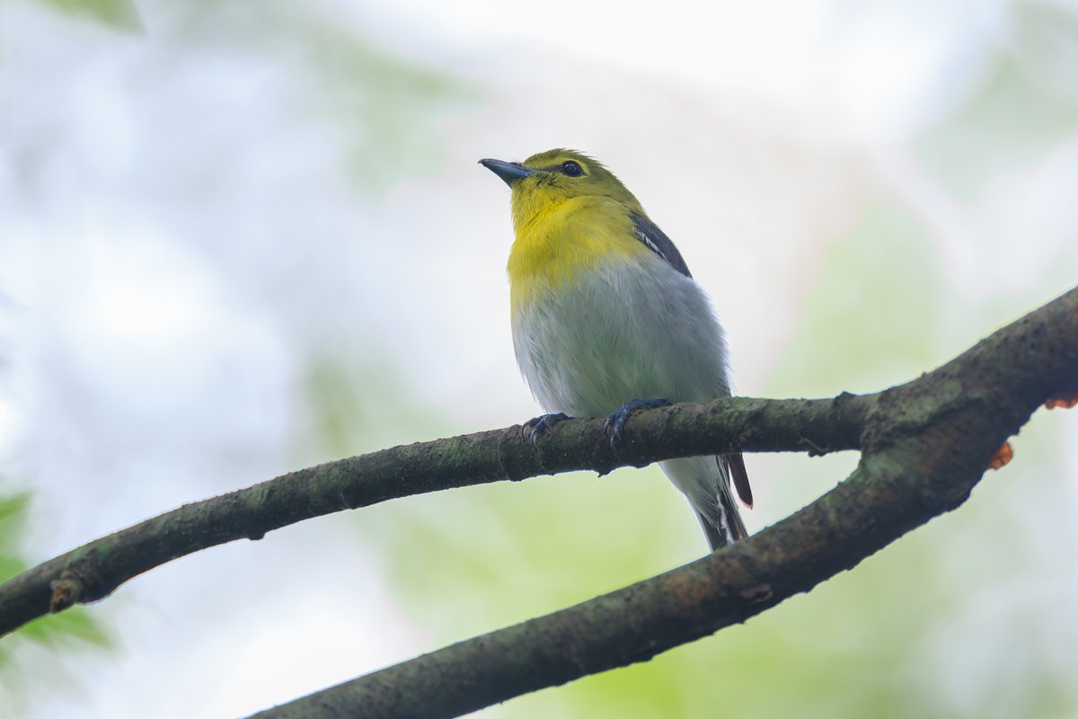 Yellow-throated Vireo