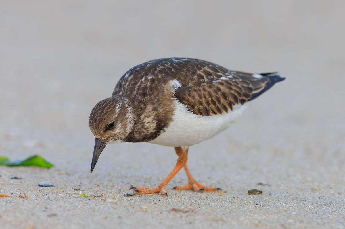 Ruddy Turnstone