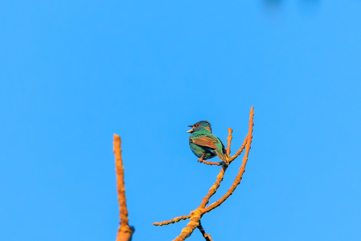 Indigo Bunting