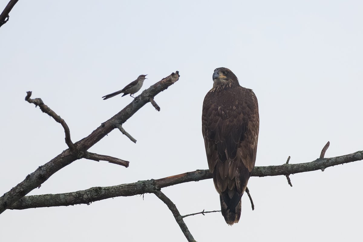 Bald Eagle