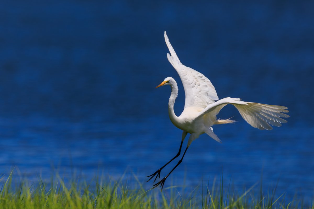 Great Egret