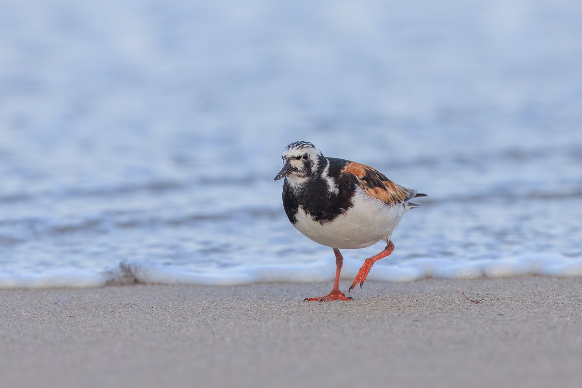 Ruddy Turnstone