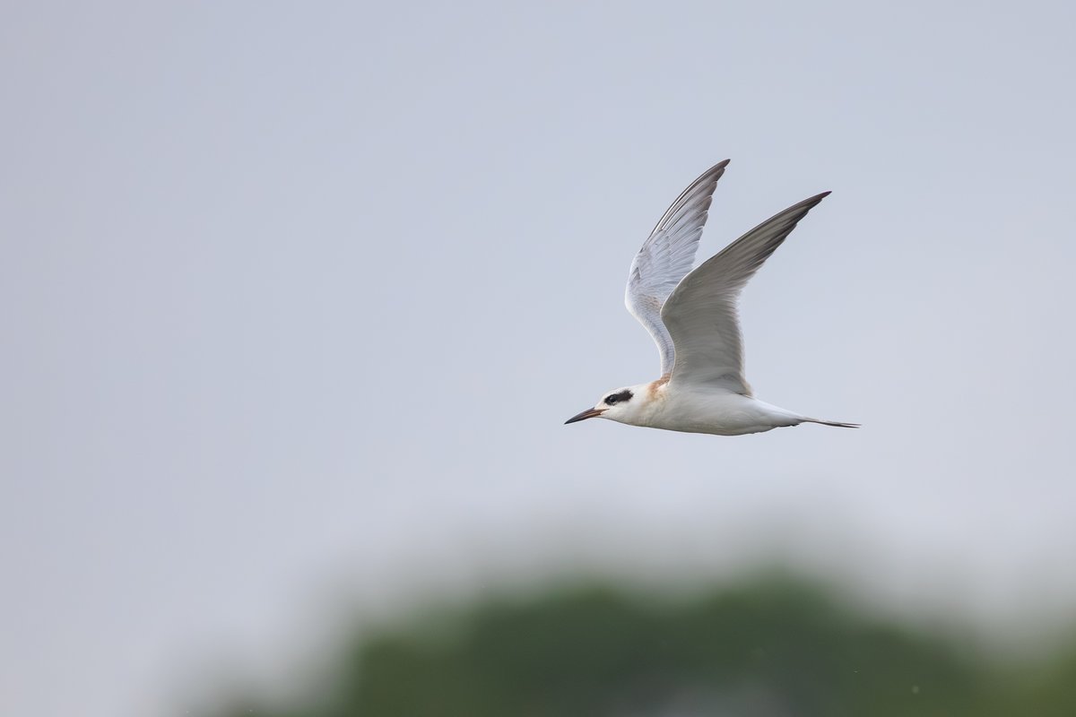 Forster's Tern