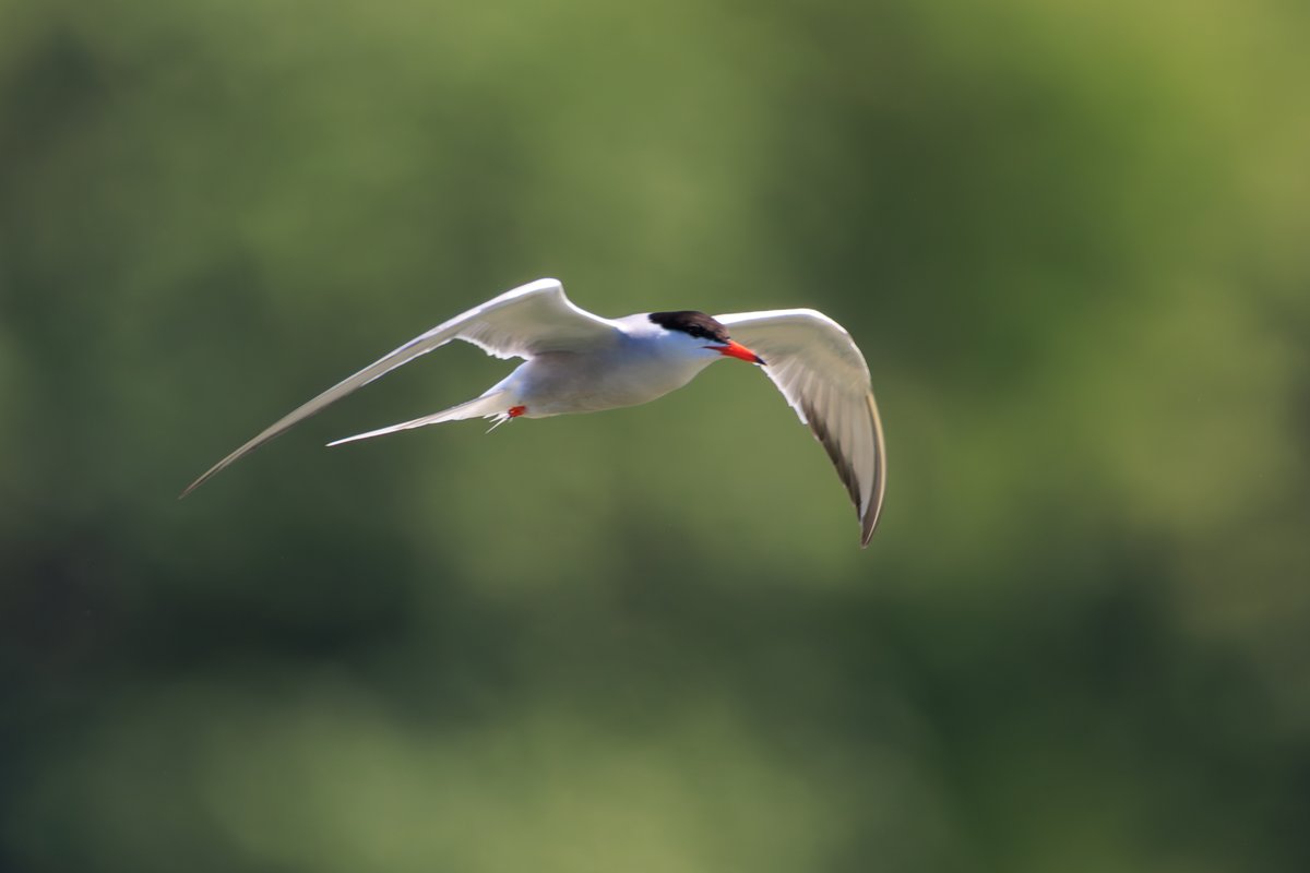 Common Tern