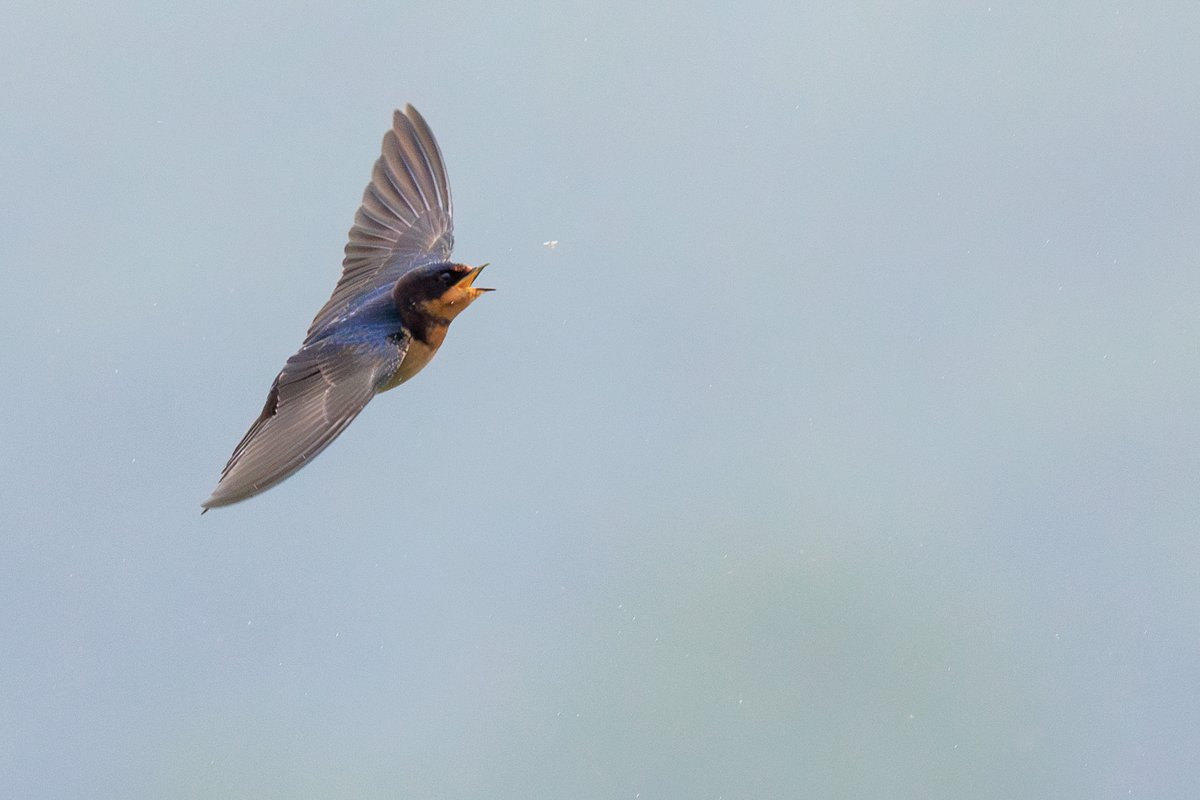 Barn Swallow