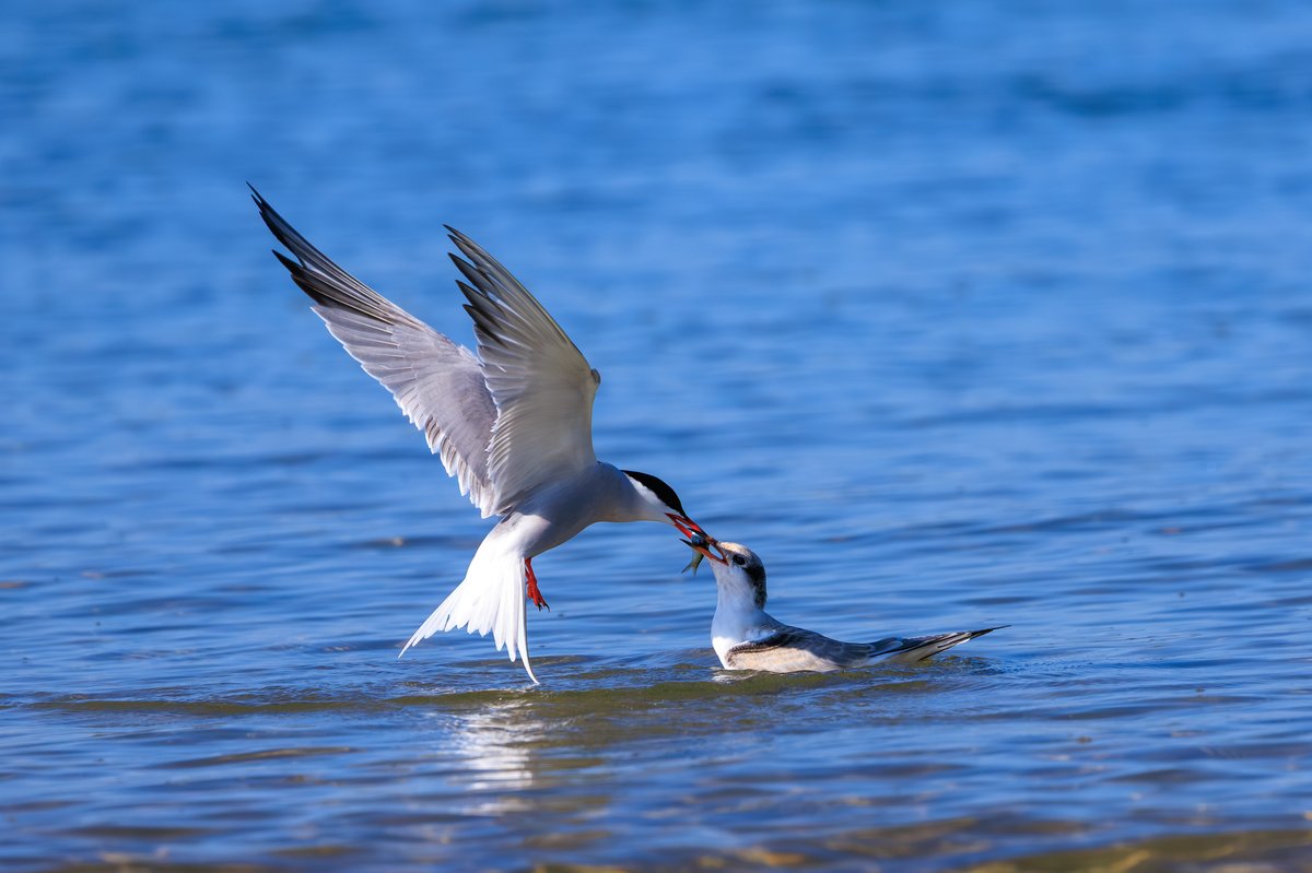 Common Tern