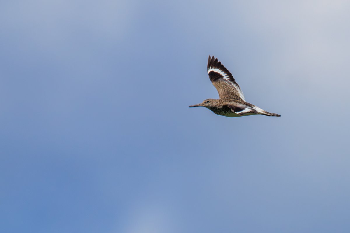 Willet