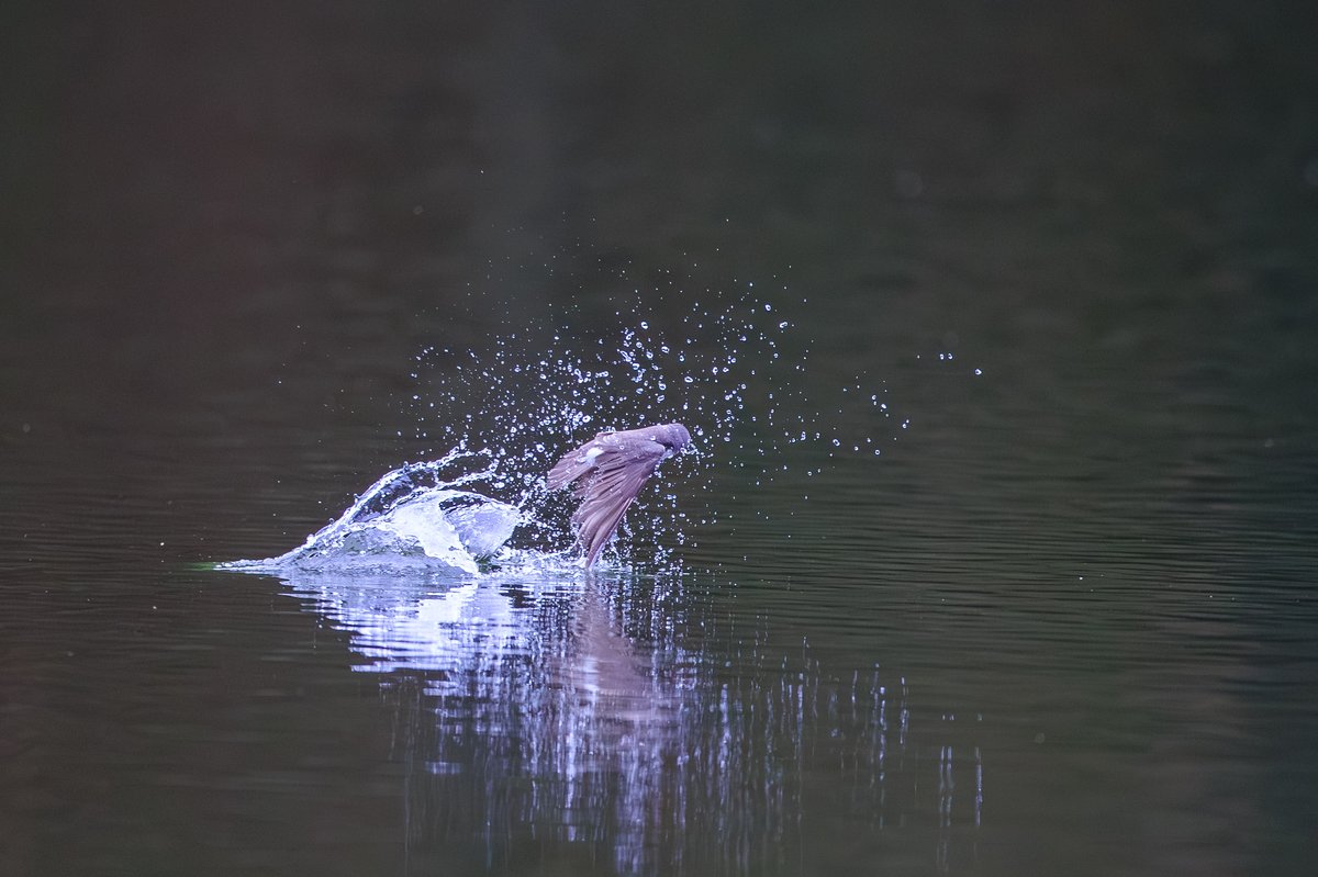 Tree Swallow