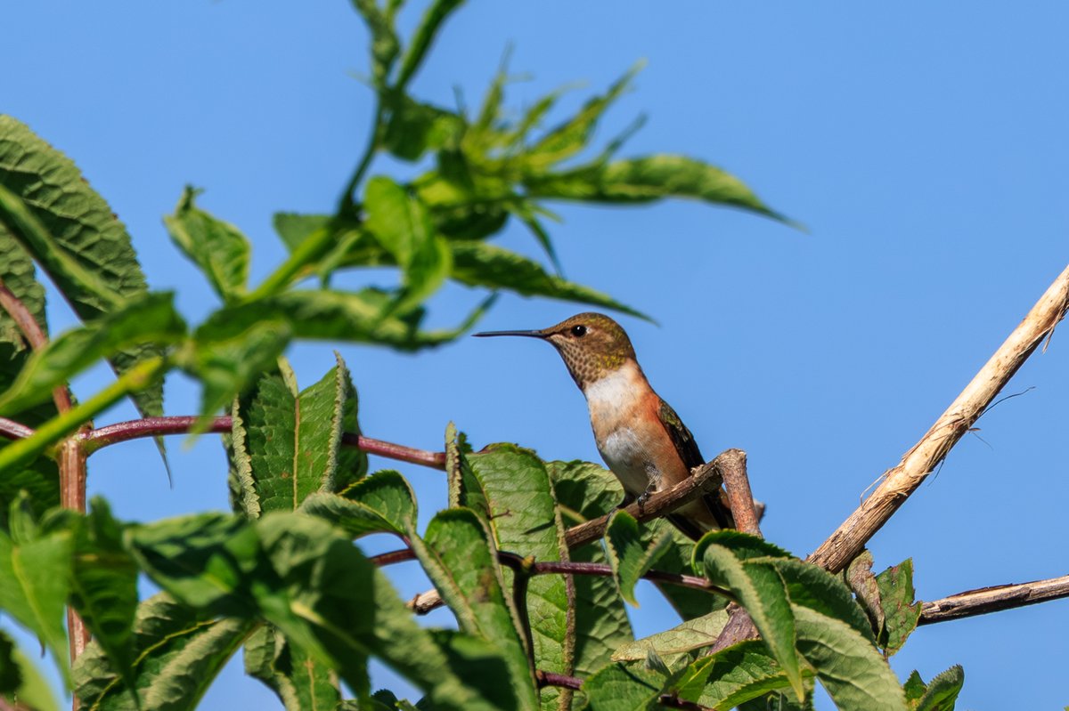 Allen's Hummingbird