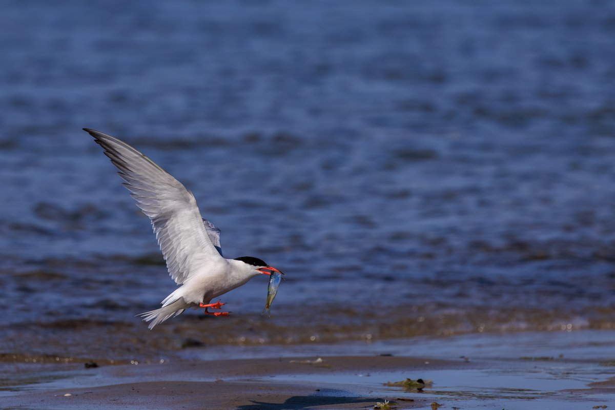 Common Tern