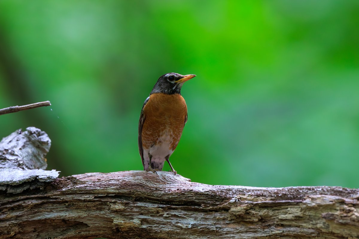 American Robin
