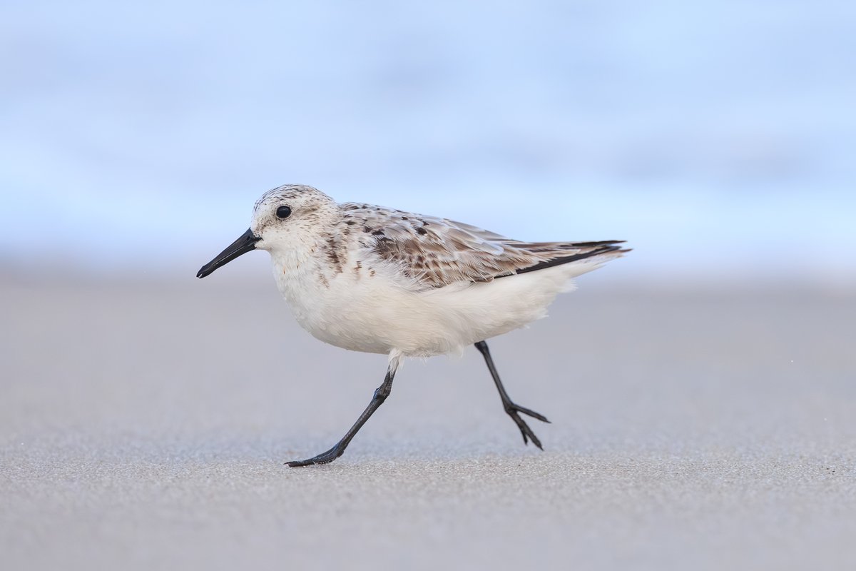 Sanderling