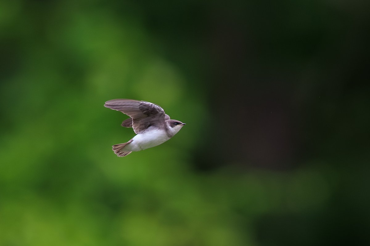 Tree Swallow