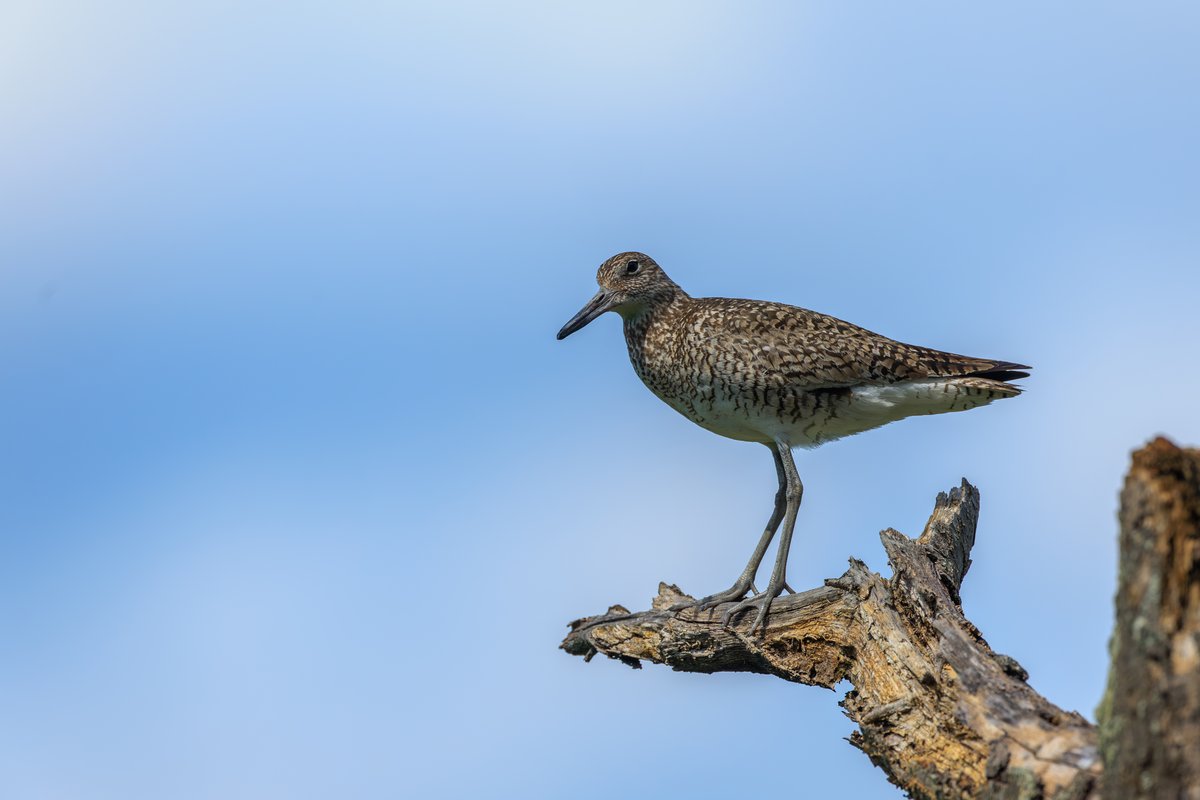 Willet
