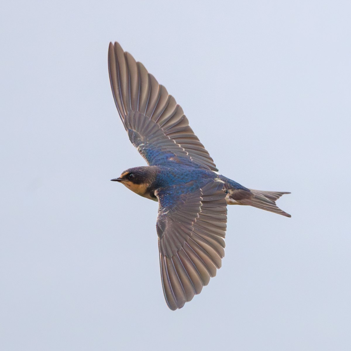 Barn Swallow