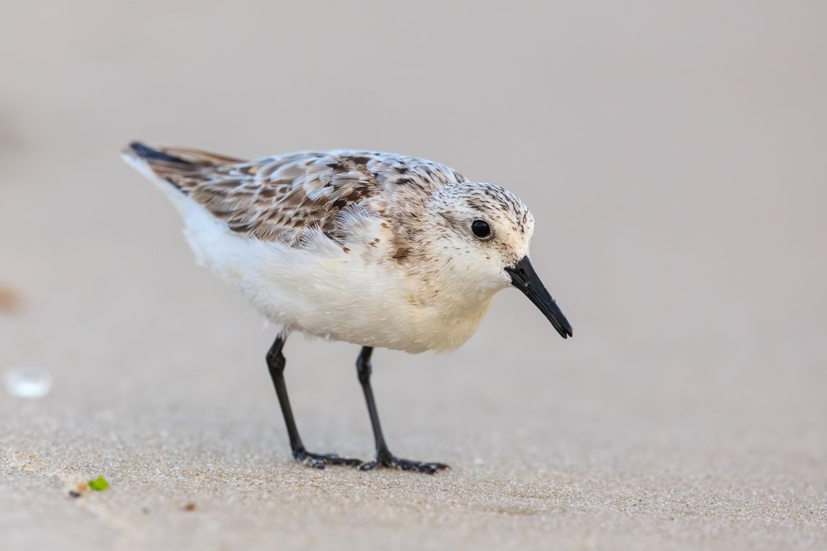Semipalmated Sandpiper