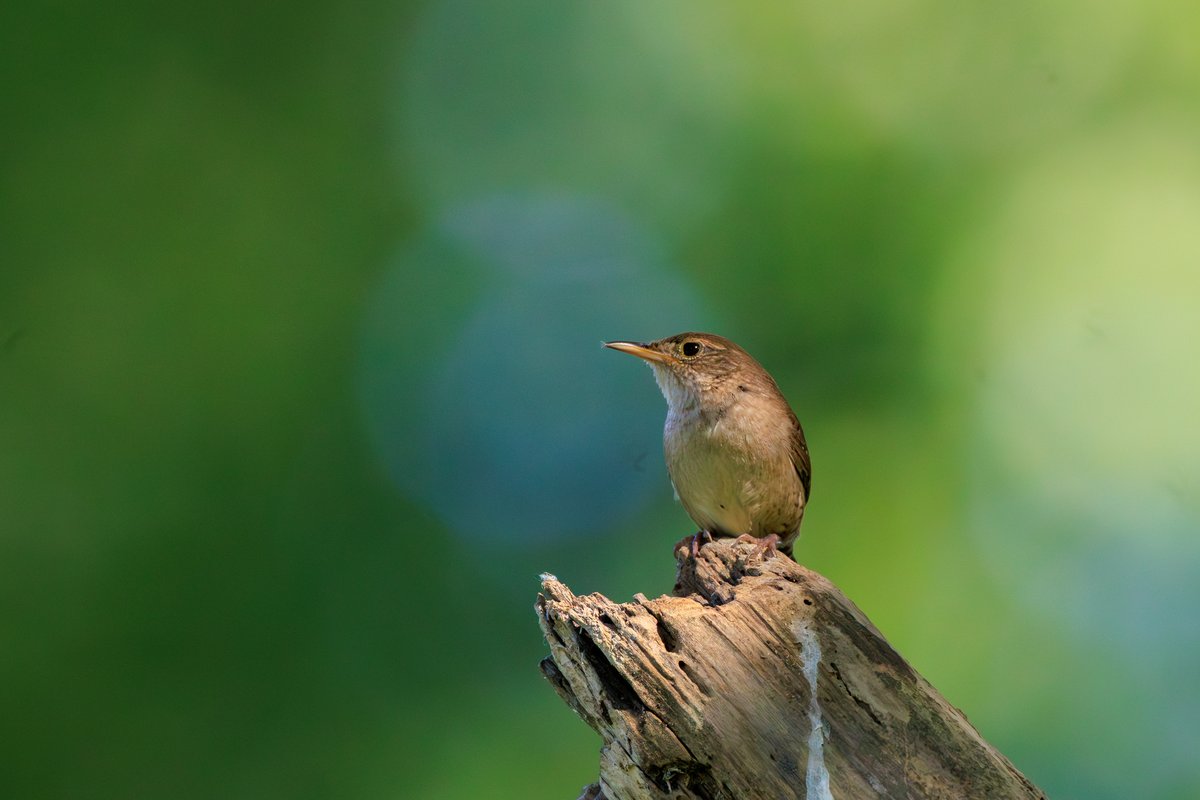Northern House Wren