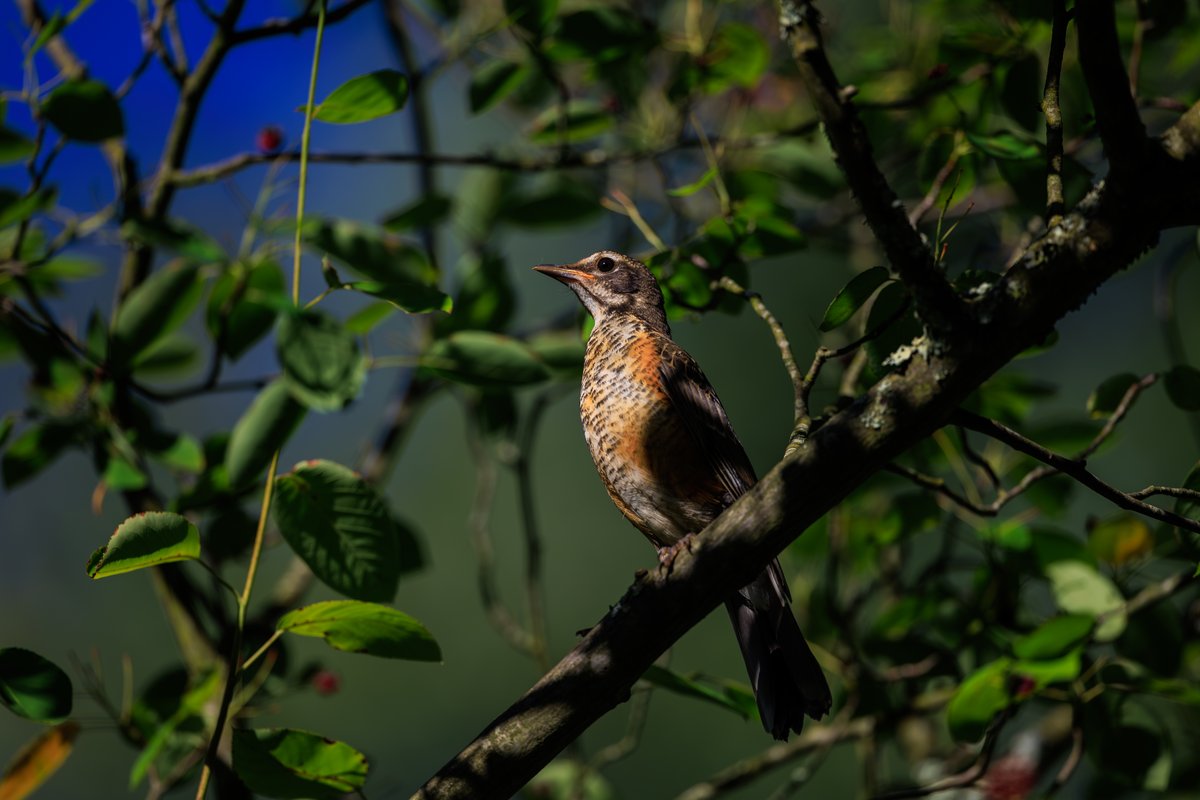 American Robin