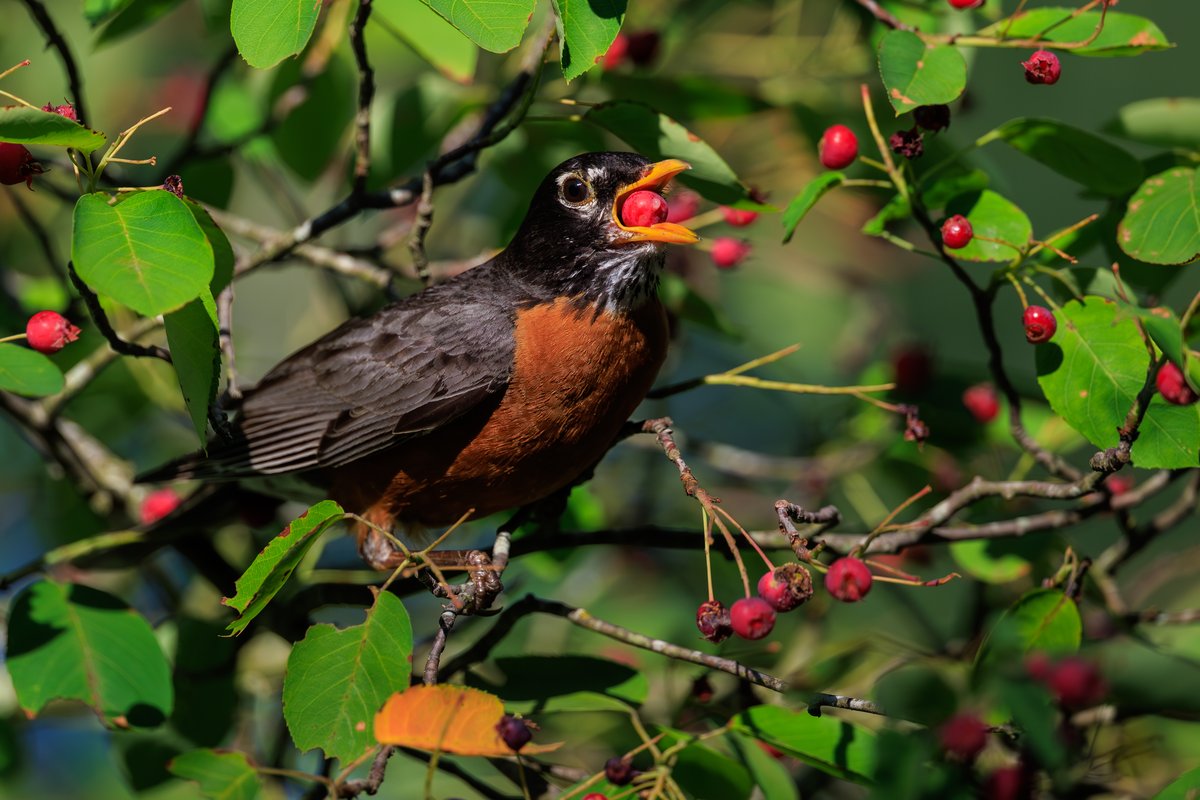 American Robin