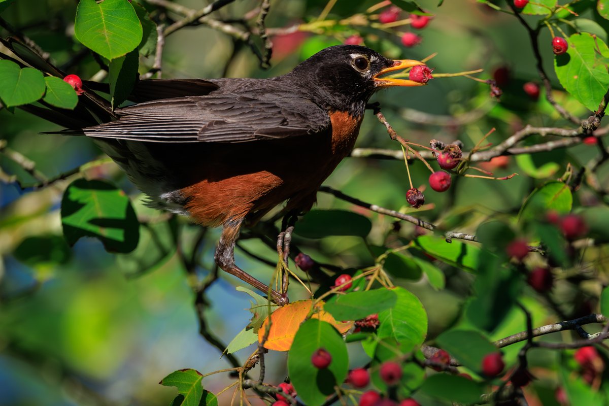 American Robin
