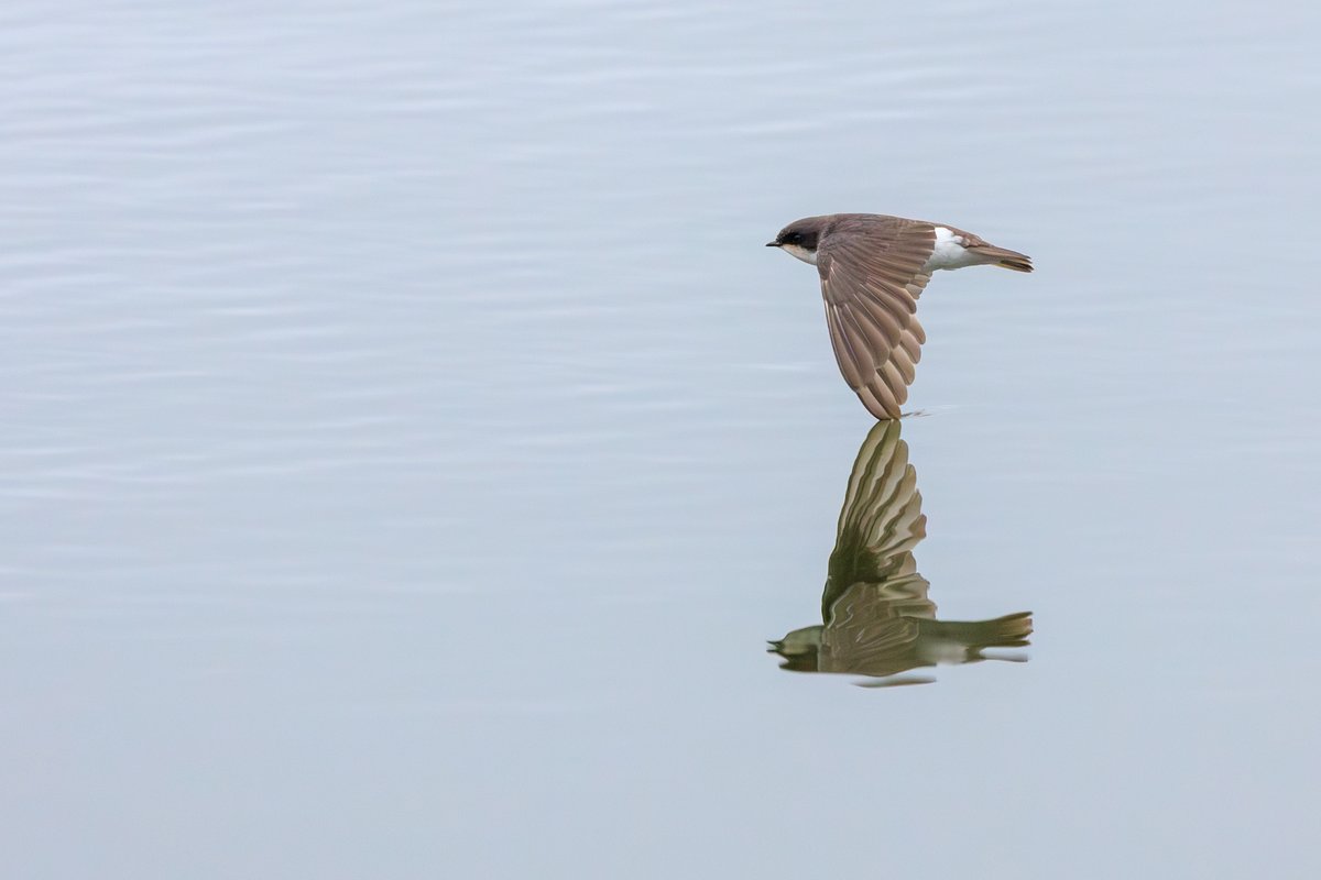 Tree Swallow