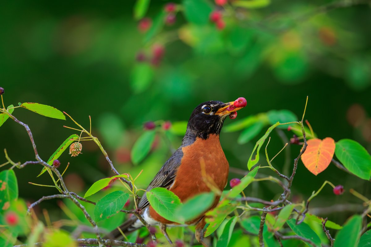 American Robin