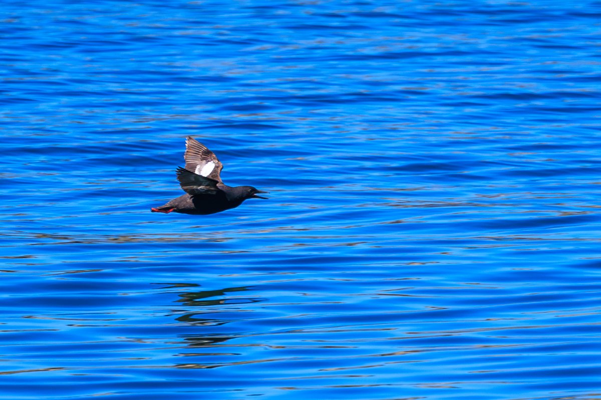 Pigeon Guillemot