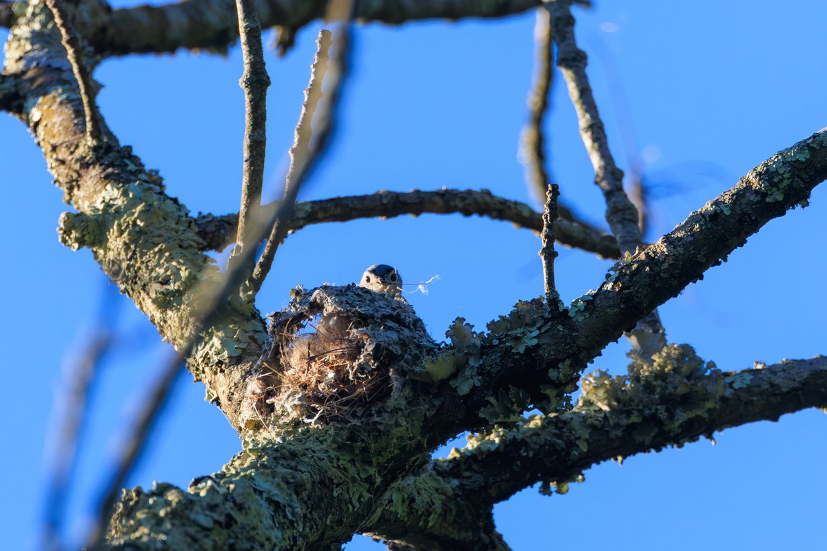Blue-gray Gnatcatcher