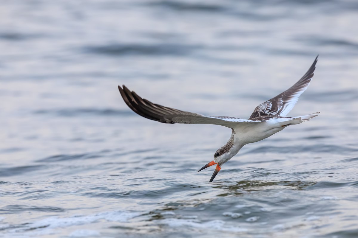 Black Skimmer