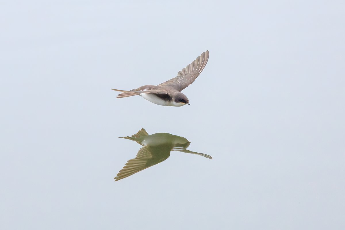 Tree Swallow