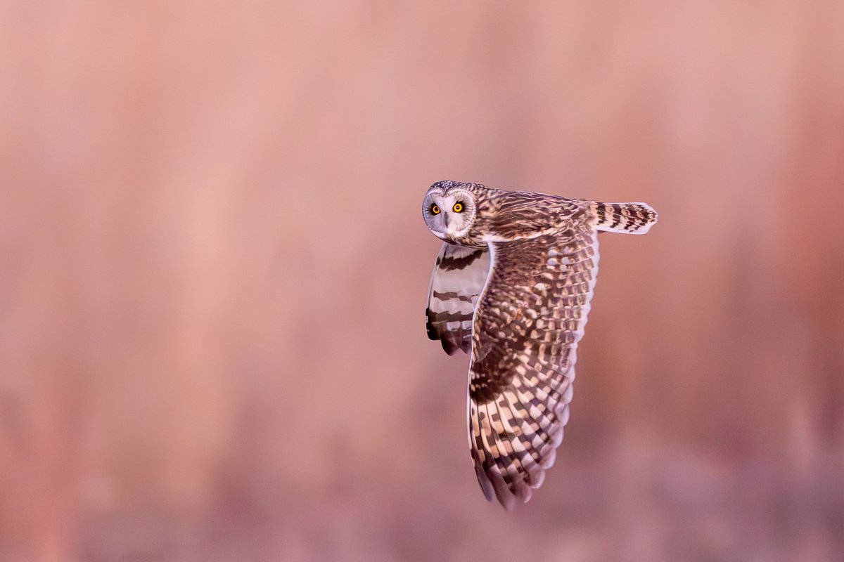 Short-eared Owl