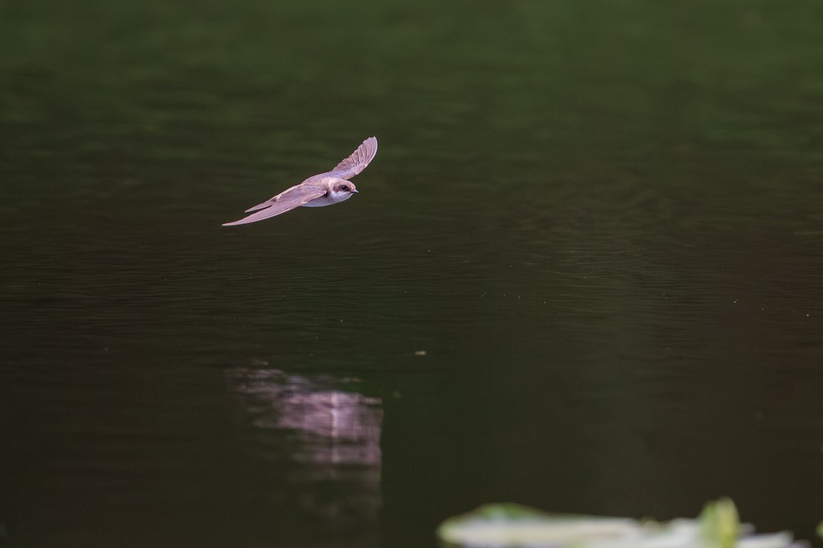 Tree Swallow