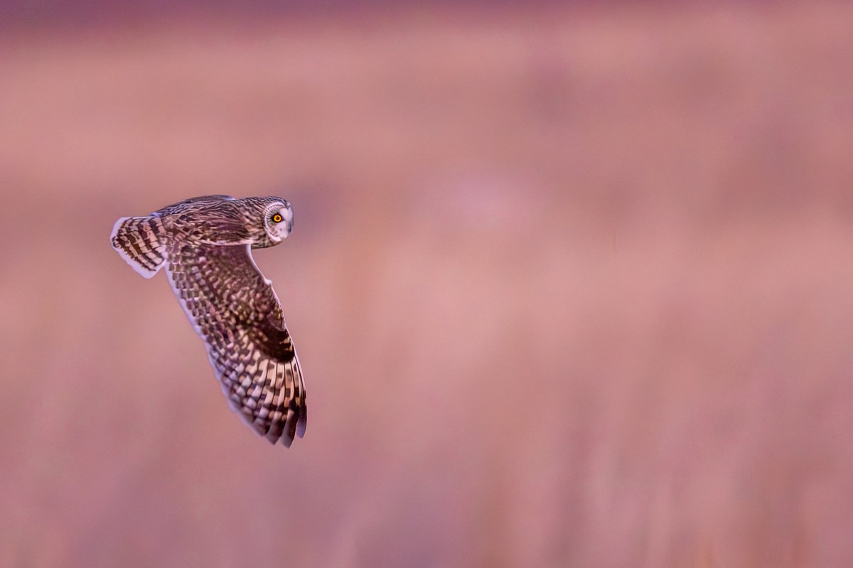 Short-eared Owl