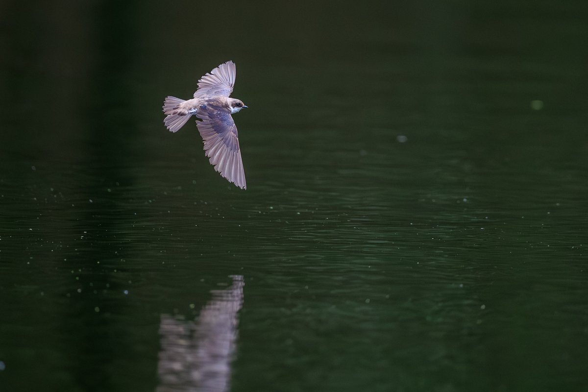 Tree Swallow
