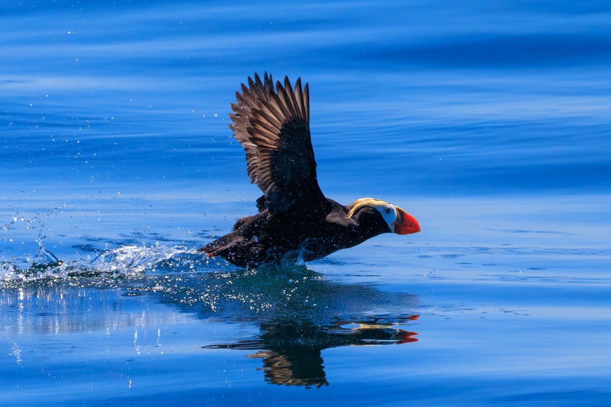 Tufted Puffin