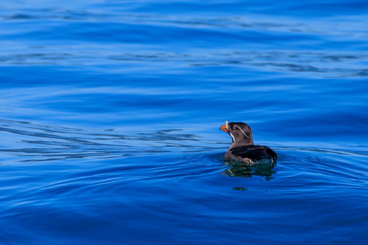 Rhinoceros Auklet