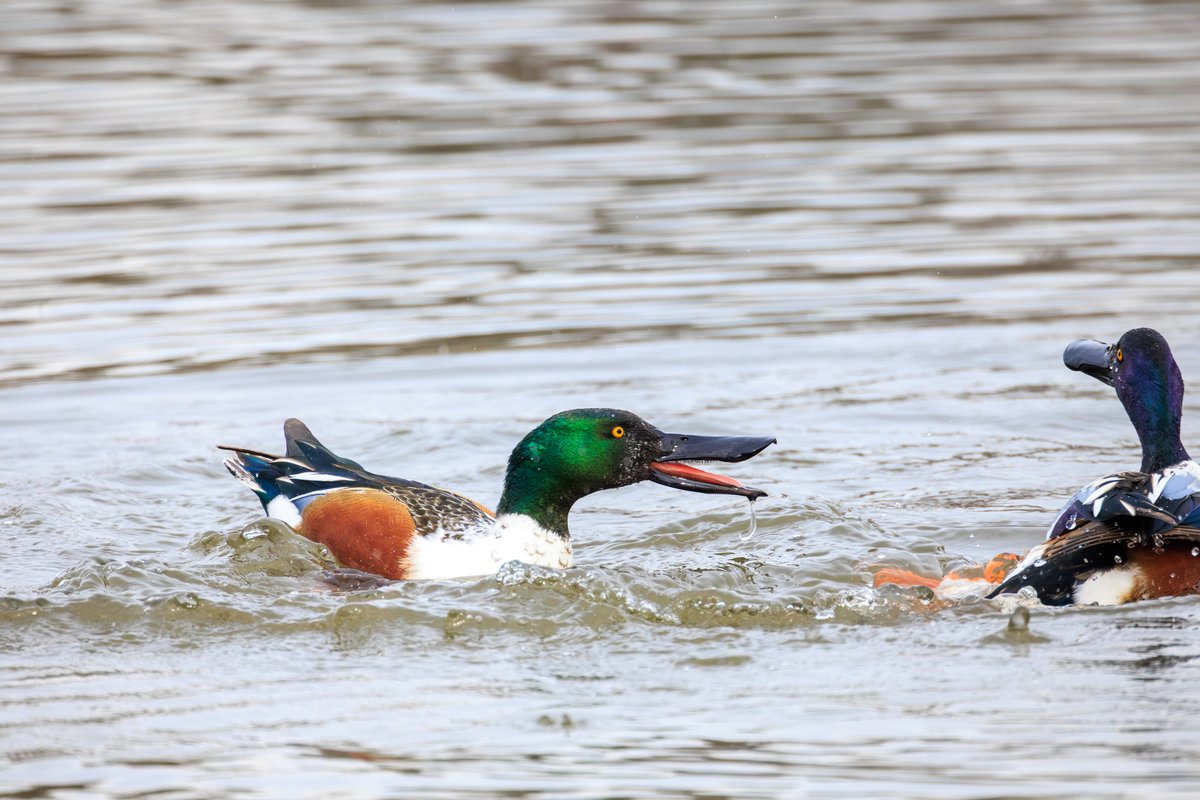 Northern Shoveler