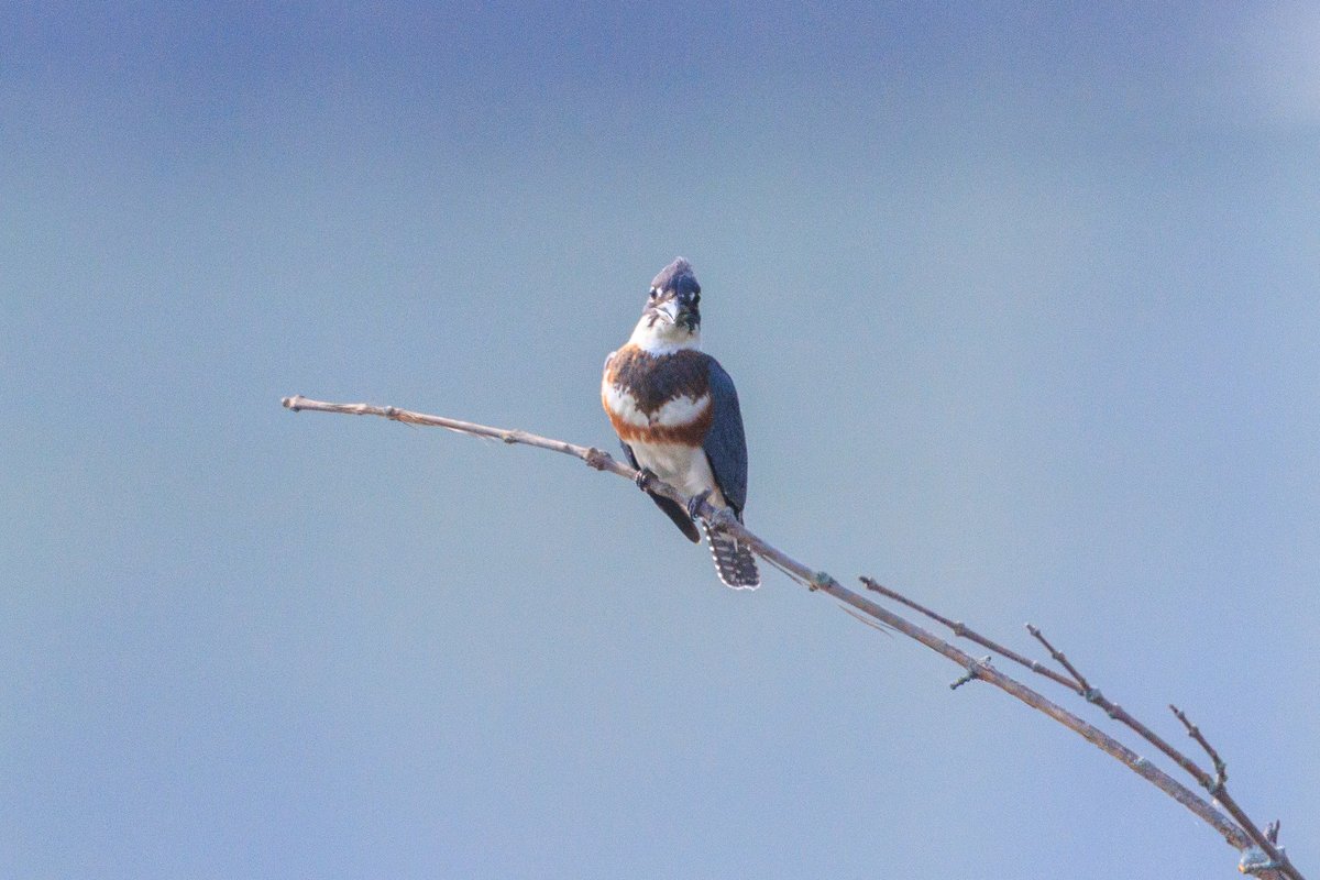 Belted Kingfisher
